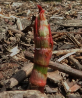 Japanese Knotweed Solutions In West London