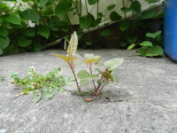 Japanese Knotweed Identification In West London