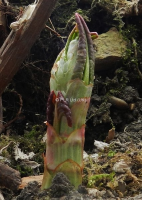 Japanese Knotweed Contaminated Soil Filtering In South London