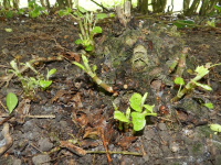 Fallopia japonica var. compacta Eradication In North London