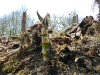 Dig & Dump Knotweed Eradication In North London