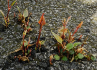 In situ stem injection eradication In North London