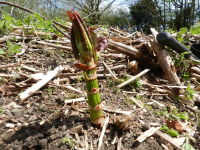 Environmental Agency Approved Japanese Knotweed Eradication In Buckinghamshire