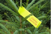 Labels For Christmas Trees