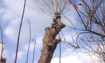 Tree Straight Felling & Sectional Removal in Surrey