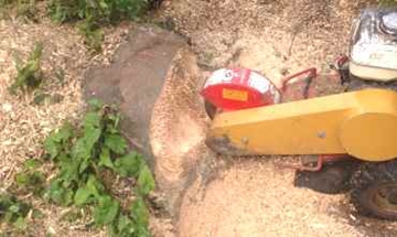 Tree Stump Grinding & Removal in Surrey