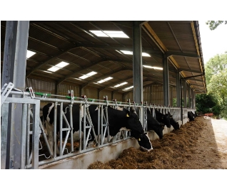 Large Steel Framed Building for Livestock