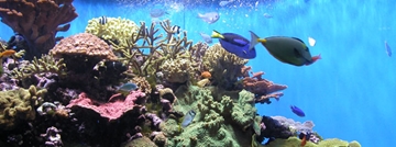 Filter Media Cleaning for Aquariums