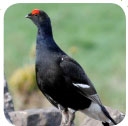 UK Bird Survey Specialists