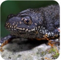 Potential Protected Great Crested Newts Species