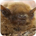 Potential Protected Bat Species