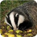 Potential Protected Badger Species