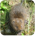 Potential Protected Otters and Water Voles Species