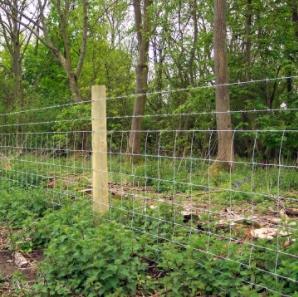 Barbed wire with stock fence