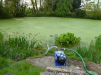 Duckweed Control Removal