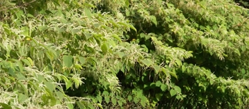 Japanese Knotweed Treatment Services