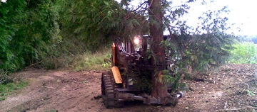 Arboriculture Tree Services