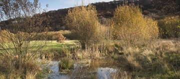Pond and Wetland Habitats