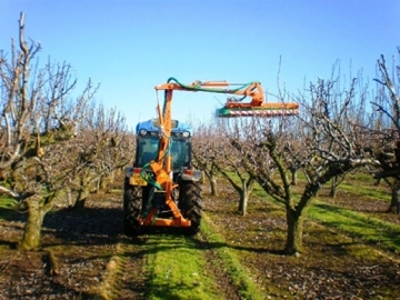 Orchard Trimming